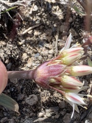 Allium nevadense