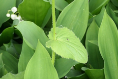 Doronicum pardalianches