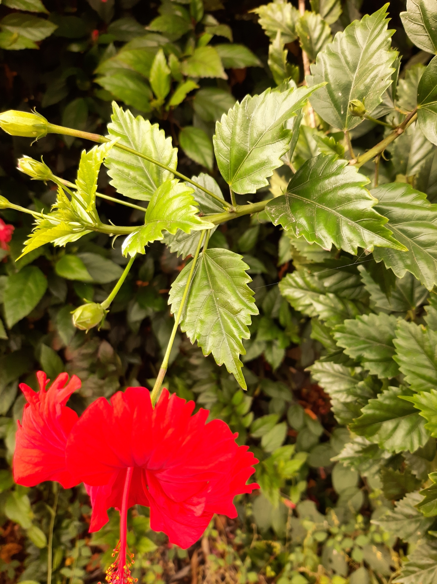 Hibiscus image