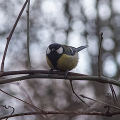 Parus major