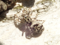 Salticus cingulatus