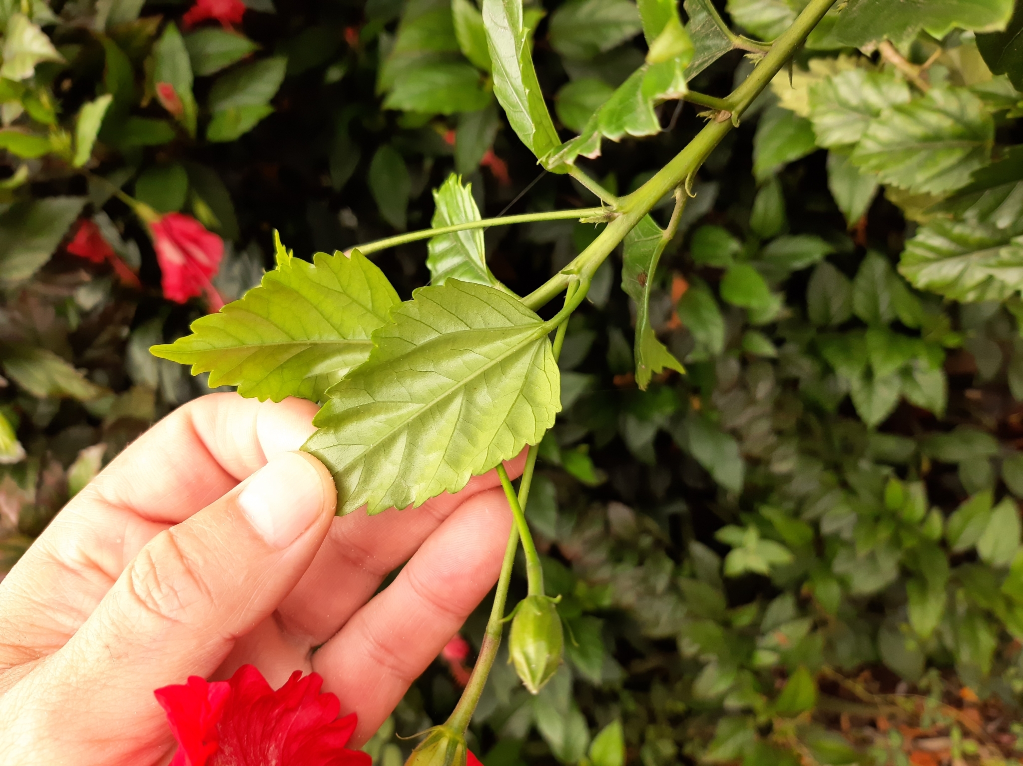 Hibiscus archeri image