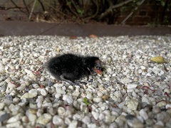 Gallinula chloropus