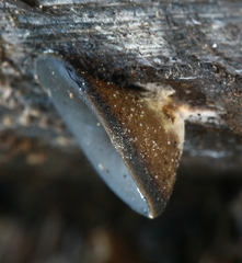 Daleomyces petersii