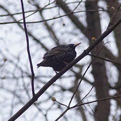 Sturnus vulgaris