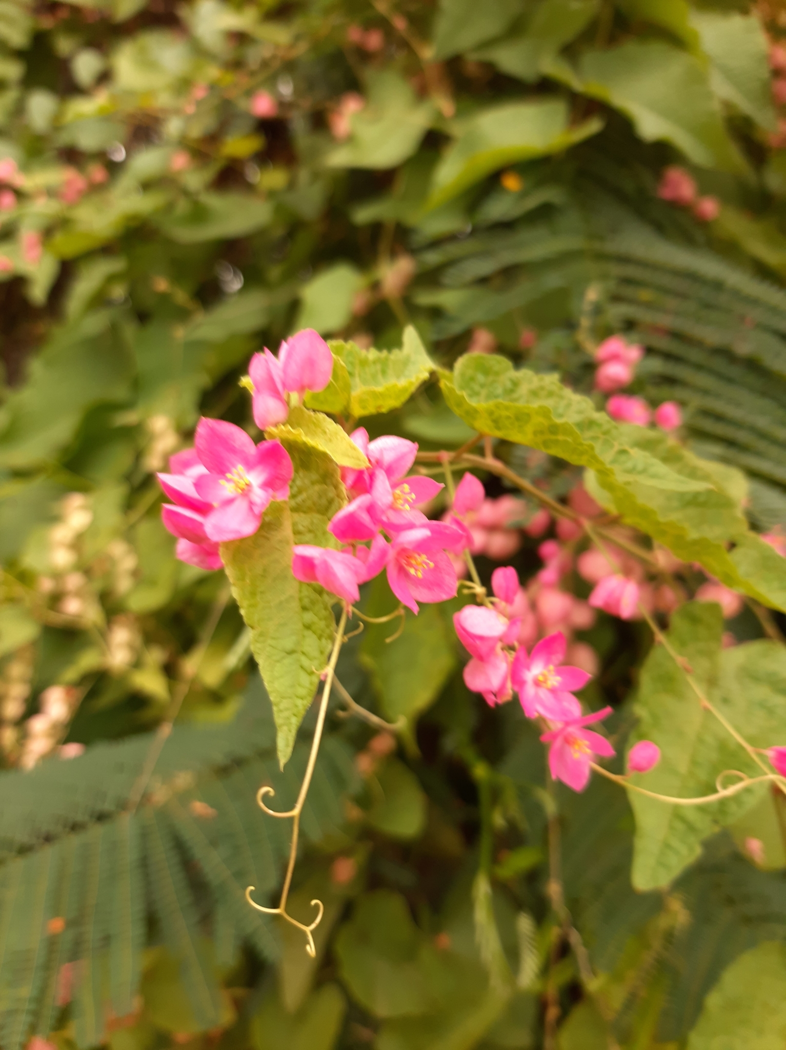 Antigonon leptopus image