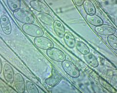 Daleomyces petersii