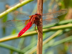 Crocothemis erythraea