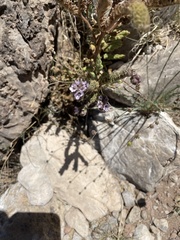 Phacelia integrifolia