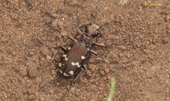 Cicindela soluta