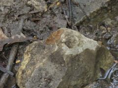 Leptostales rubromarginaria