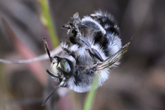 Anthophora edwardsii