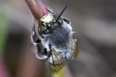 Anthophora edwardsii