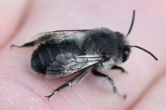 Anthophora edwardsii