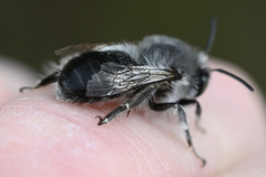 Anthophora edwardsii