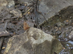 Leptostales rubromarginaria