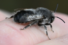 Anthophora edwardsii