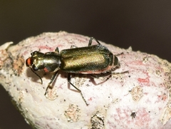 Clanoptilus abdominalis