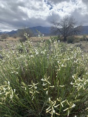 Astragalus lonchocarpus