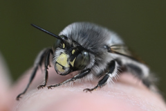 Anthophora edwardsii