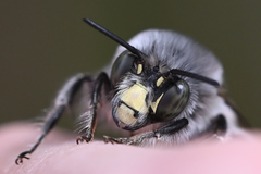 Anthophora edwardsii