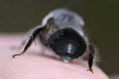 Anthophora edwardsii