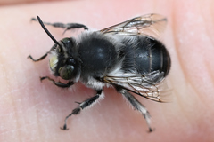 Anthophora edwardsii