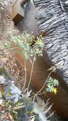 Mentzelia arborescens