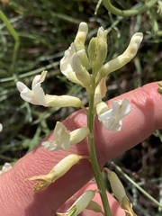 Astragalus lonchocarpus