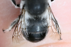 Anthophora edwardsii