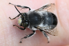 Anthophora edwardsii