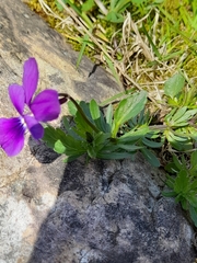 Viola bubanii