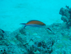 Nemanthias bicolor