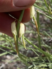 Astragalus lonchocarpus