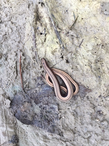 Greek Slowworm, Ionian Islands, Peloponnese, Western Greece and the Ionian Islands, GR, photo 4 of 10
