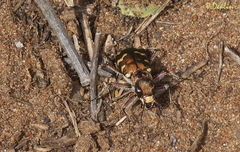 Cicindela soluta