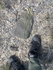 Astragalus lonchocarpus