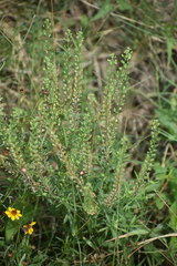 Lepidium
