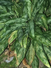 Aglaonema