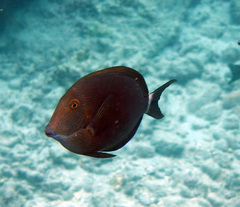 Acanthurus nigroris