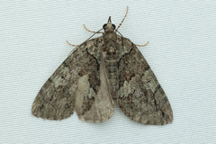 Hydriomena ruberata