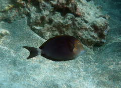 Acanthurus nigroris