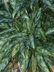 Aglaonema