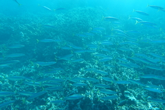 Decapterus macarellus