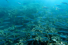 Decapterus macarellus