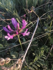 Astragalus ceratoides