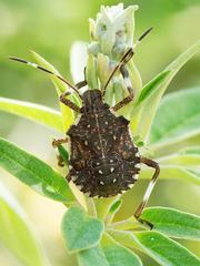 Halyomorpha halys