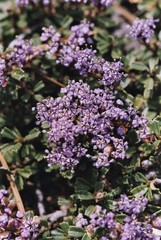 Ceanothus pumilus