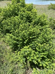 Baptisia nuttalliana