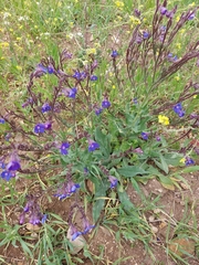 Anchusa azurea image